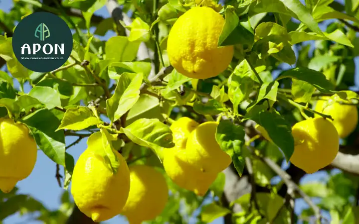 Cách Trồng Cây Chanh Vàng Mỹ Trong Chậu Và Ngoài Đất Để Sai Quả Cách Trồng Cây Chanh Vàng Mỹ Trong Chậu Và Ngoài Đất Để Sai Quả