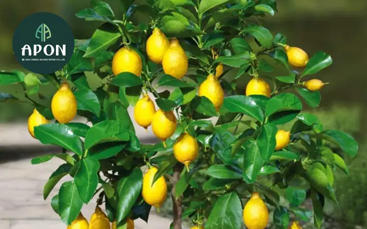 Cách Trồng Cây Chanh Vàng Mỹ Trong Chậu Và Ngoài Đất Để Sai Quả Cách Trồng Cây Chanh Vàng Mỹ Trong Chậu Và Ngoài Đất Để Sai Quả