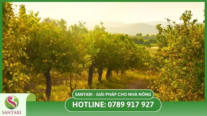Hướng Dẫn Cách Trồng Chanh Tại Vườn Toàn Tập: Từ Chọn Giống, Chuẩn Bị Đất Đến Chăm Sóc Cho Trái Quanh Năm Hướng Dẫn Cách Trồng Chanh Tại Vườn Toàn Tập: Từ Chọn Giống, Chuẩn Bị Đất Đến Chăm Sóc Cho Trái Quanh Năm