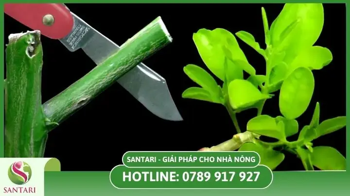 Hướng Dẫn Cách Trồng Chanh Tại Vườn Toàn Tập: Từ Chọn Giống, Chuẩn Bị Đất Đến Chăm Sóc Cho Trái Quanh Năm Hướng Dẫn Cách Trồng Chanh Tại Vườn Toàn Tập: Từ Chọn Giống, Chuẩn Bị Đất Đến Chăm Sóc Cho Trái Quanh Năm