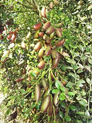 Cách Trồng Chanh Ngón Tay Trong Chậu Tại Nhà: Từ Hạt Đến Thu Hoạch