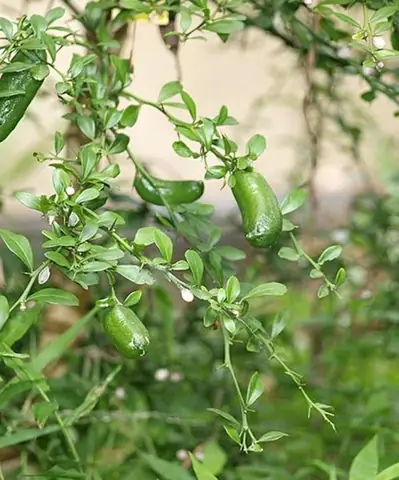 Cách Trồng Chanh Ngón Tay Trong Chậu Tại Nhà: Từ Hạt Đến Thu Hoạch