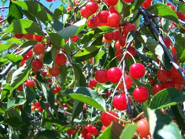 Cách Trồng Cherry Mỹ Tại Nhà Và Thời Gian Thu Hoạch Từ Hạt Cách Trồng Cherry Mỹ Tại Nhà Và Thời Gian Thu Hoạch Từ Hạt