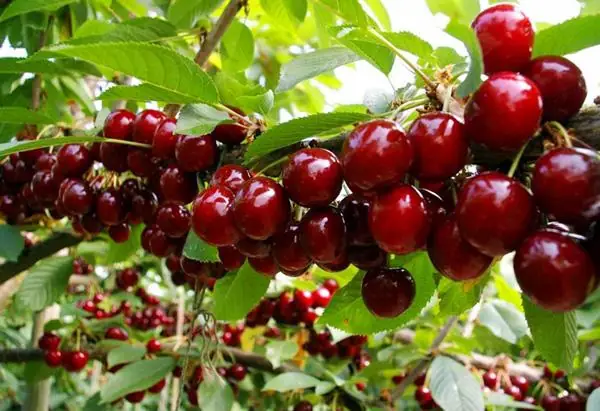 Cách Trồng Cherry Mỹ Tại Nhà Và Thời Gian Thu Hoạch Từ Hạt Cách Trồng Cherry Mỹ Tại Nhà Và Thời Gian Thu Hoạch Từ Hạt