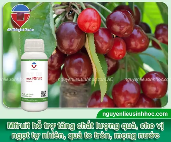 Cách Trồng Cherry Lùn Ở Nhà: Chọn Giống, Trồng Chậu Và Chăm Sóc Cách Trồng Cherry Lùn Ở Nhà: Chọn Giống, Trồng Chậu Và Chăm Sóc