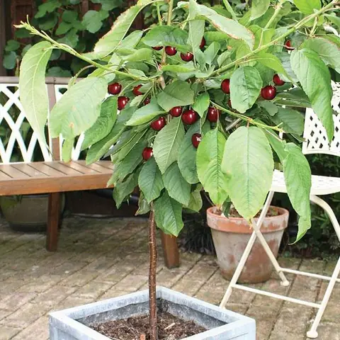 Cách Trồng Cherry Nhiệt Đới Tại Nhà: Từ Hạt Đến Khi Ra Quả