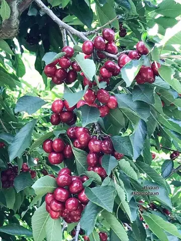 Cách Trồng Cherry Nhiệt Đới Tại Nhà: Từ Hạt Đến Khi Ra Quả