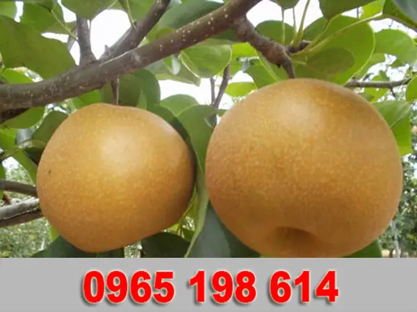 Cách Trồng Chuối Tím: Kỹ Thuật Chọn Giống, Làm Đất, Chăm Sóc Và Thu Hoạch Cách Trồng Chuối Tím: Kỹ Thuật Chọn Giống, Làm Đất, Chăm Sóc Và Thu Hoạch