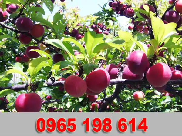 Cách Trồng Chuối Tím: Kỹ Thuật Chọn Giống, Làm Đất, Chăm Sóc Và Thu Hoạch Cách Trồng Chuối Tím: Kỹ Thuật Chọn Giống, Làm Đất, Chăm Sóc Và Thu Hoạch