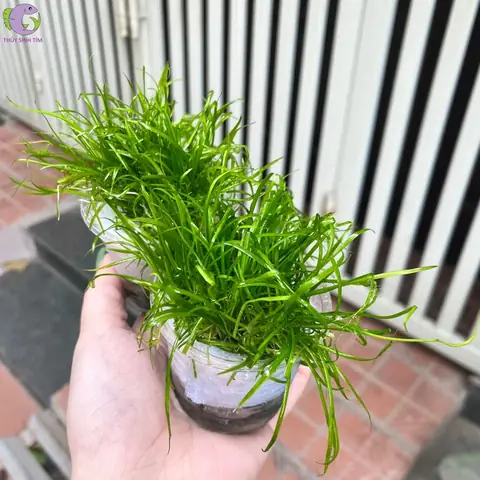 Hướng Dẫn Cách Trồng Cỏ Đỏ Thủy Sinh: Từ Chọn Loài, Kỹ Thuật Trồng Đúng Đến Bí Quyết Lên Màu Đỏ Rực Hướng Dẫn Cách Trồng Cỏ Đỏ Thủy Sinh: Từ Chọn Loài, Kỹ Thuật Trồng Đúng Đến Bí Quyết Lên Màu Đỏ Rực