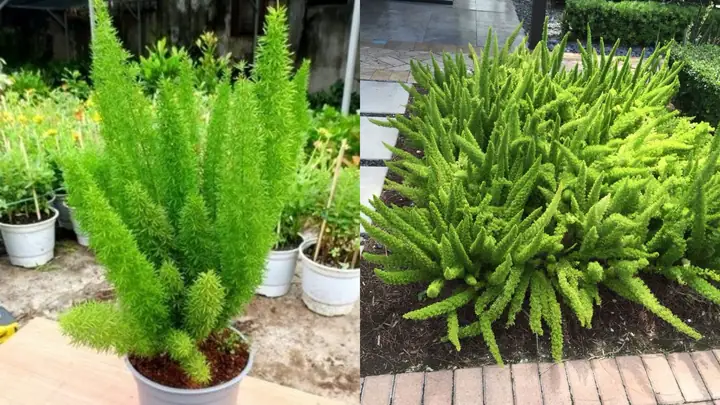 Cách Trồng Và Chăm Sóc Cây Đuôi Chồn Xanh Đẹp Tại Nhà – Hướng Dẫn Chi Tiết Từ A Đến Z Cách Trồng Và Chăm Sóc Cây Đuôi Chồn Xanh Đẹp Tại Nhà – Hướng Dẫn Chi Tiết Từ A Đến Z