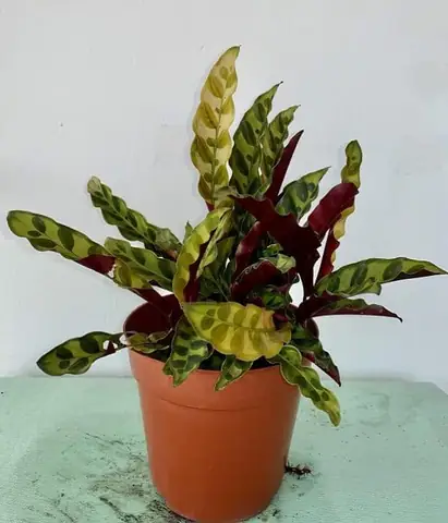 Hướng Dẫn Cách Trồng Cỏ Đuôi Phụng (cây Đuôi Phượng) Tại Nhà: Kỹ Thuật, Chăm Sóc Và Ý Nghĩa Phong Thủy
