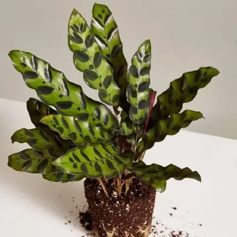 Hướng Dẫn Cách Trồng Cỏ Đuôi Phụng (cây Đuôi Phượng) Tại Nhà: Kỹ Thuật, Chăm Sóc Và Ý Nghĩa Phong Thủy