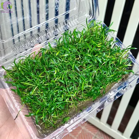 Cách Trồng Cỏ Lưỡi Rắn Chuẩn Kỹ Thuật: Hướng Dẫn Cắm Nền Hồ Thủy Sinh & Trồng Chậu Đất (có Lưu Ý Phân Biệt Loài)