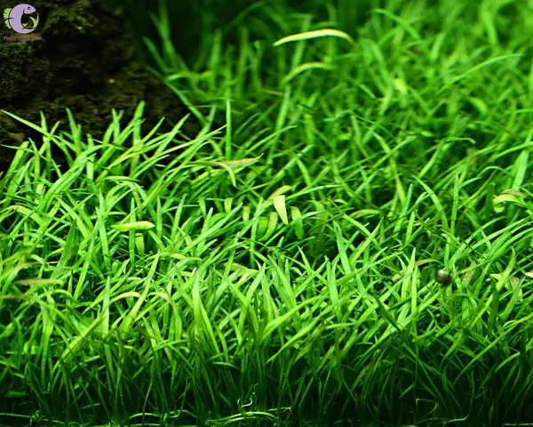 Cách Trồng Cỏ Lưỡi Rắn Chuẩn Kỹ Thuật: Hướng Dẫn Cắm Nền Hồ Thủy Sinh & Trồng Chậu Đất (có Lưu Ý Phân Biệt Loài)