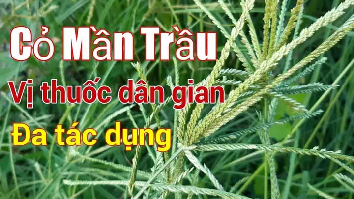 Cách Trồng Cỏ Mần Trầu Hiệu Quả Và Những Công Dụng Chữa Bệnh Cực Quý