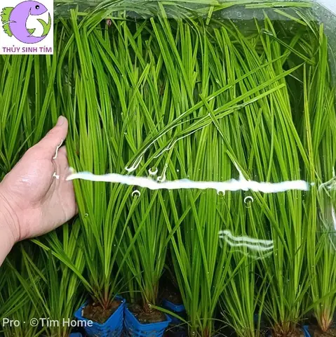 Hướng Dẫn Cách Trồng Cỏ Ranong (cyperus Helferi) Thành Công: Kỹ Thuật Ghim, Chăm Sóc Và Xử Lý Vàng Lá Hướng Dẫn Cách Trồng Cỏ Ranong (cyperus Helferi) Thành Công: Kỹ Thuật Ghim, Chăm Sóc Và Xử Lý Vàng Lá