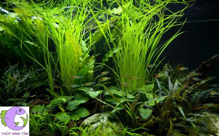 Hướng Dẫn Cách Trồng Cỏ Ranong (cyperus Helferi) Thành Công: Kỹ Thuật Ghim, Chăm Sóc Và Xử Lý Vàng Lá Hướng Dẫn Cách Trồng Cỏ Ranong (cyperus Helferi) Thành Công: Kỹ Thuật Ghim, Chăm Sóc Và Xử Lý Vàng Lá