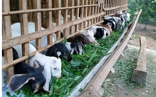 Hướng Dẫn Cách Trồng Cỏ Và Nuôi Dê Hiệu Quả Cho Người Mới Bắt Đầu
