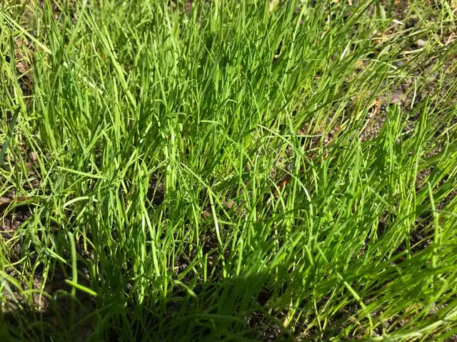Hướng Dẫn Cách Trồng Cỏ Weed (cần Sa) Tại Nhà Từ A-Z: Quy Trình, Lưu Ý Pháp Lý & Kỹ Thuật An Toàn