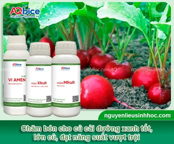 Cách Trồng Củ Cải Đường Tại Nhà Chuẩn Kỹ Thuật: Từ Chọn Giống, Làm Đất, Chăm Sóc Đến Thu Hoạch (giải Đáp: Có Trồng Được Từ Củ Không?)