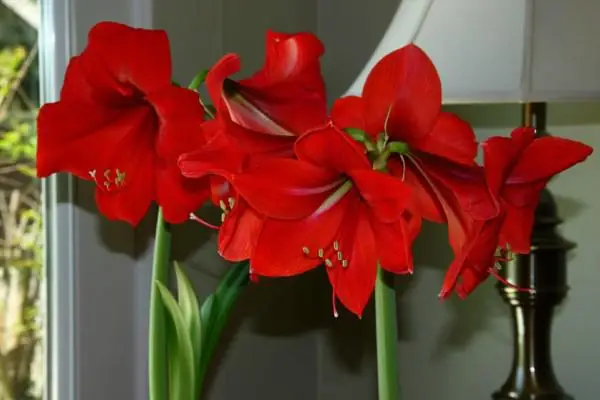 Hướng Dẫn Cách Trồng Củ Huệ Đỏ Ra Hoa Đúng Tết: Quy Trình Chuẩn Từ A-Z, Kỹ Thuật Phơi Củ Kích Hoa & Tính Toán Thời Gian Chính Xác Hướng Dẫn Cách Trồng Củ Huệ Đỏ Ra Hoa Đúng Tết: Quy Trình Chuẩn Từ A-Z, Kỹ Thuật Phơi Củ Kích Hoa & Tính Toán Thời Gian Chính Xác