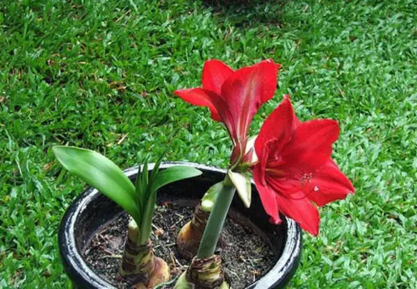 Hướng Dẫn Cách Trồng Củ Huệ Đỏ Ra Hoa Đúng Tết: Quy Trình Chuẩn Từ A-Z, Kỹ Thuật Phơi Củ Kích Hoa & Tính Toán Thời Gian Chính Xác Hướng Dẫn Cách Trồng Củ Huệ Đỏ Ra Hoa Đúng Tết: Quy Trình Chuẩn Từ A-Z, Kỹ Thuật Phơi Củ Kích Hoa & Tính Toán Thời Gian Chính Xác