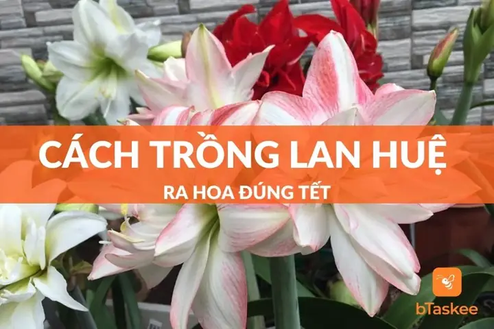 Hướng Dẫn Cách Trồng Củ Huệ Đỏ Ra Hoa Đúng Tết: Quy Trình Chuẩn Từ A-Z, Kỹ Thuật Phơi Củ Kích Hoa & Tính Toán Thời Gian Chính Xác Hướng Dẫn Cách Trồng Củ Huệ Đỏ Ra Hoa Đúng Tết: Quy Trình Chuẩn Từ A-Z, Kỹ Thuật Phơi Củ Kích Hoa & Tính Toán Thời Gian Chính Xác