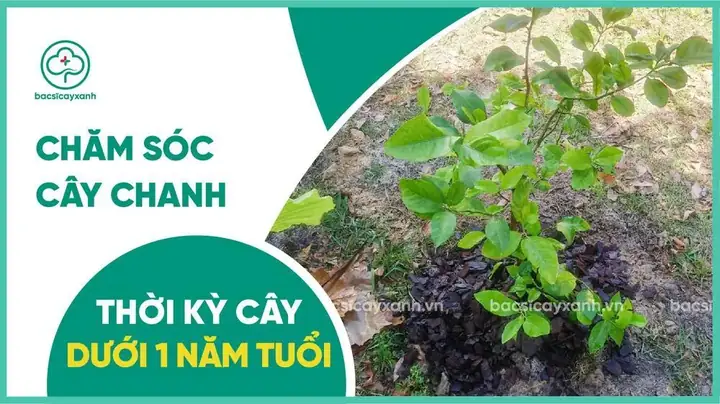 Cách Trồng Cây Chanh Tại Nhà: Chọn Giống, Chăm Sóc Và Thu Hoạch Quanh Năm Cách Trồng Cây Chanh Tại Nhà: Chọn Giống, Chăm Sóc Và Thu Hoạch Quanh Năm