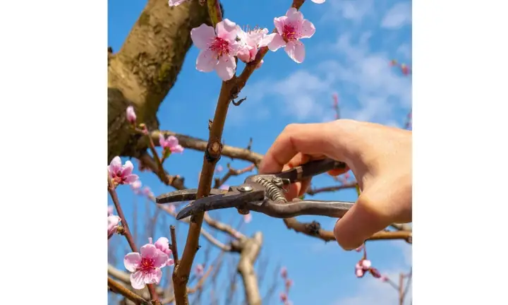 Hướng Dẫn Cách Trồng Lại Đào Rừng Sau Tết Chuẩn Kỹ Thuật: Từ Thu Gom, Hãm Cây Đến Nở Hoa Đúng Tết Năm Sau