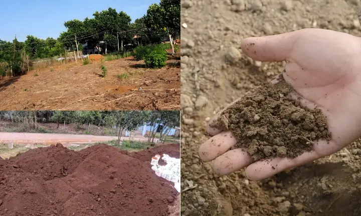 Cách Trồng Đậu Phộng Tại Nhà: Hướng Dẫn Từ Chuẩn Bị Đến Thu Hoạch