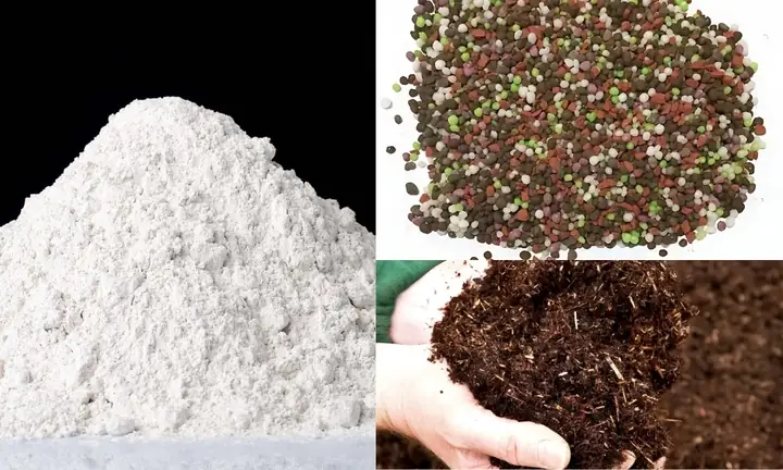 Cách Trồng Đậu Phộng Tại Nhà: Hướng Dẫn Từ Chuẩn Bị Đến Thu Hoạch