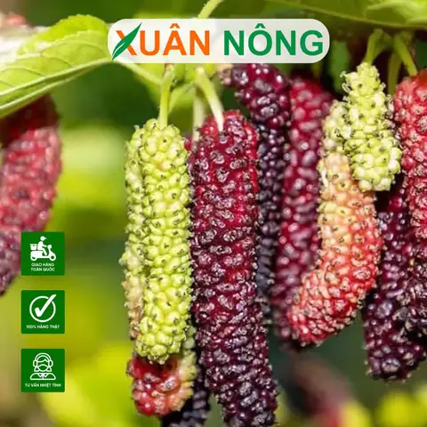 Hướng Dẫn Cách Trồng Dâu Tằm Trong Chậu Ra Quả Quanh Năm: Từ Chọn Giống, Chậu, Đất Đến Chăm Sóc, Tỉa Cành Chuẩn Kỹ Thuật Hướng Dẫn Cách Trồng Dâu Tằm Trong Chậu Ra Quả Quanh Năm: Từ Chọn Giống, Chậu, Đất Đến Chăm Sóc, Tỉa Cành Chuẩn Kỹ Thuật