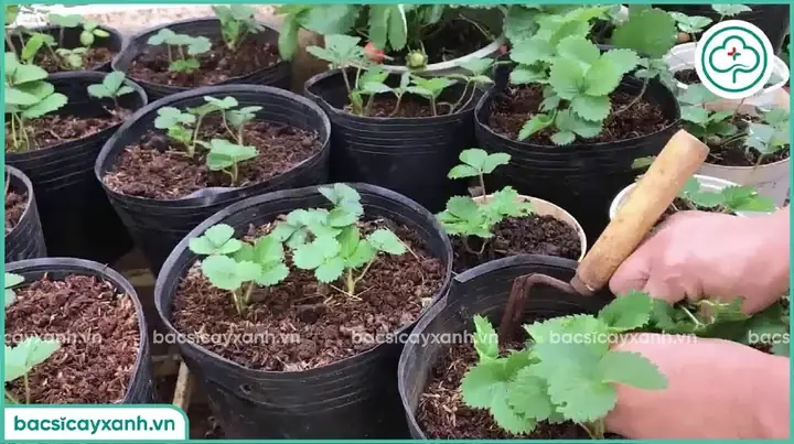 Hướng Dẫn Cách Trồng Dâu Tây Bằng Hạt Ở Miền Trung: Từ Ủ Lạnh Hạt Đến Thu Hoạch, Kỹ Thuật Thích Nghi Khí Hậu 4 Mùa