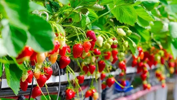 Hướng Dẫn Trồng Dâu Tây Công Nghệ Cao A-Z: Quy Trình, Thông Số Kỹ Thuật & 5 Sai Lầm Tránh Né