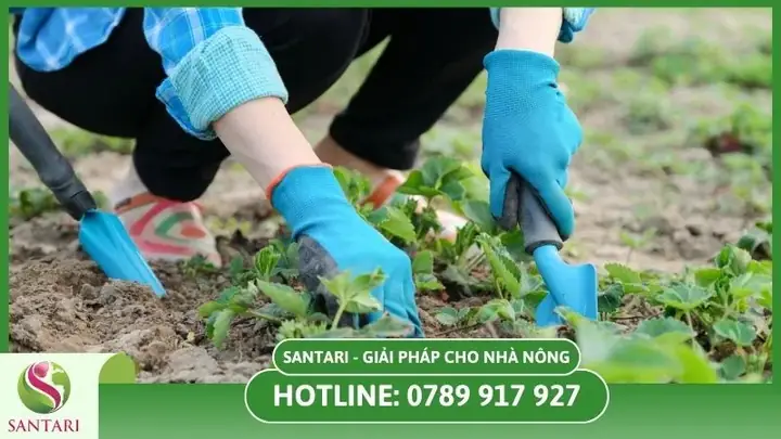 Hướng Dẫn Chi Tiết Cách Trồng Và Chăm Sóc Dâu Tây Đỏ F1 Thái Lan Tại Nhà: Từ Chọn Giống, Trộn Đất Đến Thu Hoạch Trái Ngon, Chịu Nhiệt Tốt