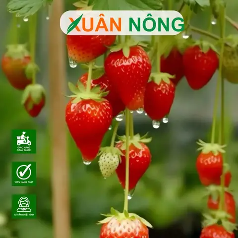 Hướng Dẫn Cách Trồng Dâu Tây Trên Đất Chuẩn Kỹ Thuật: Từ Xử Lý Đất, Làm Luống Đến Chăm Sóc Cao Sản Hướng Dẫn Cách Trồng Dâu Tây Trên Đất Chuẩn Kỹ Thuật: Từ Xử Lý Đất, Làm Luống Đến Chăm Sóc Cao Sản