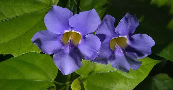 Hướng Dẫn Cách Trồng Dây Cát Đằng (hoa Cát Đằng) Từ A-Z: Kỹ Thuật, Chăm Sóc, Xây Giàn Và Lưu Ý Quan Trọng