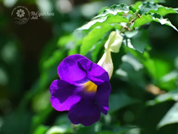 Hướng Dẫn Cách Trồng Dây Cát Đằng (hoa Cát Đằng) Từ A-Z: Kỹ Thuật, Chăm Sóc, Xây Giàn Và Lưu Ý Quan Trọng Hướng Dẫn Cách Trồng Dây Cát Đằng (hoa Cát Đằng) Từ A-Z: Kỹ Thuật, Chăm Sóc, Xây Giàn Và Lưu Ý Quan Trọng