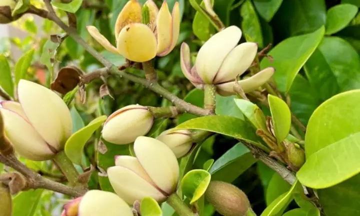 Hướng Dẫn Cách Trồng Dây Lan Tiêu Từ A-Z: Kỹ Thuật, Chăm Sóc Và Bí Quyết Nở Hoa Rực Rỡ Hướng Dẫn Cách Trồng Dây Lan Tiêu Từ A-Z: Kỹ Thuật, Chăm Sóc Và Bí Quyết Nở Hoa Rực Rỡ