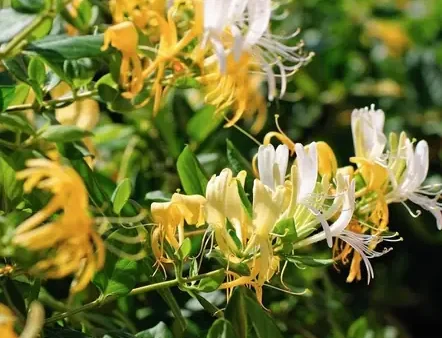 Hướng Dẫn Cách Trồng Dây Leo Kim Ngân Chi Tiết: Từ Chọn Giống, Làm Giàn Đến Chăm Sóc Ra Hoa Rợp Giàn, Ít Bệnh
