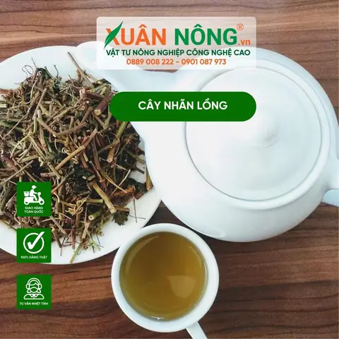 Cách Trồng Dây Nhãn Lồng Hiệu Quả: Hướng Dẫn Chi Tiết Từ A-Z Cho Nông Dân Mới Cách Trồng Dây Nhãn Lồng Hiệu Quả: Hướng Dẫn Chi Tiết Từ A-Z Cho Nông Dân Mới