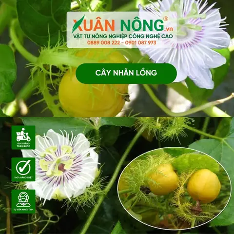 Cách Trồng Dây Nhãn Lồng Hiệu Quả: Hướng Dẫn Chi Tiết Từ A-Z Cho Nông Dân Mới Cách Trồng Dây Nhãn Lồng Hiệu Quả: Hướng Dẫn Chi Tiết Từ A-Z Cho Nông Dân Mới