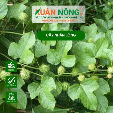 Cách Trồng Dây Nhãn Lồng Hiệu Quả: Hướng Dẫn Chi Tiết Từ A-Z Cho Nông Dân Mới Cách Trồng Dây Nhãn Lồng Hiệu Quả: Hướng Dẫn Chi Tiết Từ A-Z Cho Nông Dân Mới