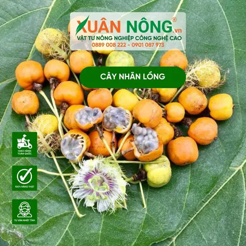 Cách Trồng Dây Nhãn Lồng Hiệu Quả: Hướng Dẫn Chi Tiết Từ A-Z Cho Nông Dân Mới Cách Trồng Dây Nhãn Lồng Hiệu Quả: Hướng Dẫn Chi Tiết Từ A-Z Cho Nông Dân Mới