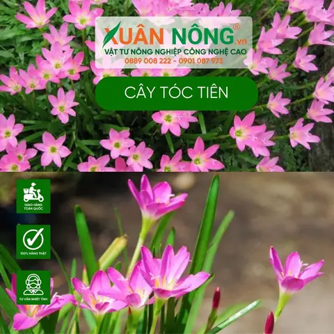 Hướng Dẫn Cách Trồng Dây Tóc Tiên (hoa Tóc Tiên Leo) Từ Hạt & Cành: Kỹ Thuật Làm Giàn, Chăm Sóc Nở Hoa Rực Rỡ Quanh Năm