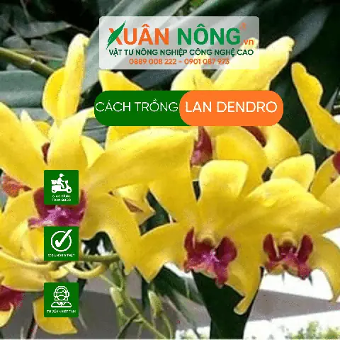 Hướng Dẫn Cách Trồng Và Chăm Sóc Lan Dendro Nắng Thơm (ba Liêu, Banana) Từ A-Z: Kỹ Thuật Bầu, Tưới, Phân Để Cây Khỏe, Hoa Đều Năm