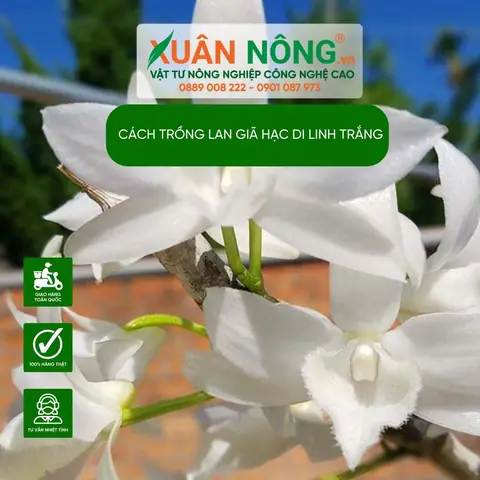 Hướng Dẫn Cách Trồng Và Chăm Sóc Lan Giả Hạc Di Linh Xuân Chi Tiết Từ A-Z: Kỹ Thuật Kích Hoa Đúng Dịp Tết Nguyên Đán