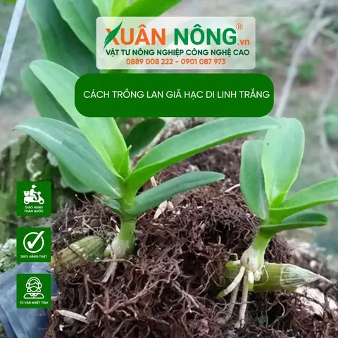 Hướng Dẫn Cách Trồng Và Chăm Sóc Lan Giả Hạc Di Linh Xuân Chi Tiết Từ A-Z: Kỹ Thuật Kích Hoa Đúng Dịp Tết Nguyên Đán