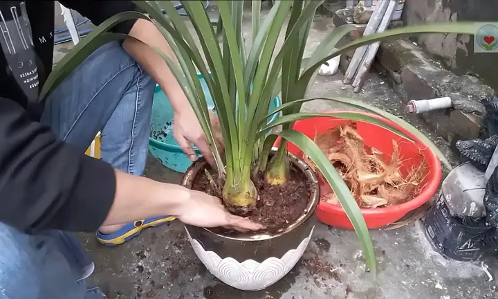 Cách Trồng Địa Lan Mạc Biên: Hướng Dẫn Từ Giá Thể Đến Kích Thích Ra Hoa